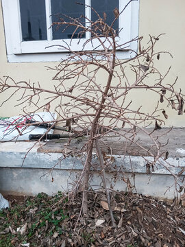 Bare dried tree during dry season with fallen brown leaves on soil, gardening shears and sack on concrete step background, depicting drought and garden maintenance