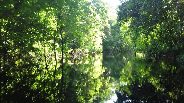 Aerial View of Kayaking Through an Igap&oacute; Forest in the Amazon Rainforest