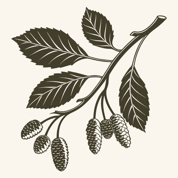 Detailed botanical of an alder tree branch with pointed leaves and hanging catkins, presented in a vintage brown and beige color palette