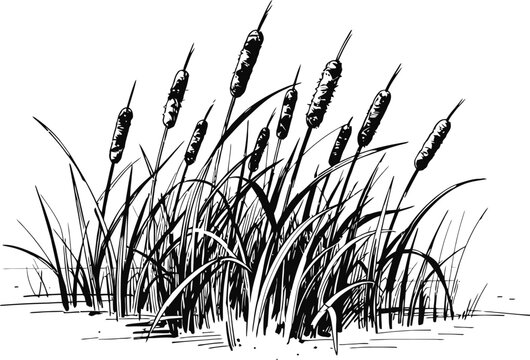 cattail plants cluster with long leaves, reed grasses illustration in black and white