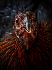Fototapeta premium close-up of an angry chicken