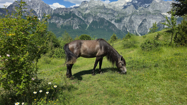 Majestic horse grazing in the lush landscapes of Shkoder, Albania surrounded by mountains