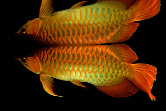 arowana fish in aquarium with reflection