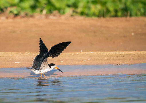 black skimmer