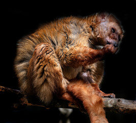 Fototapeta premium Blue-eyed black lemur on the branch in its cage. Latin name - Eulemur flavifrons