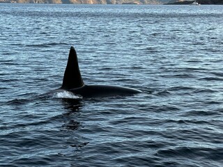 whale in the sea © Biljana Nik