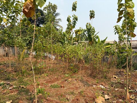 Agricultural plot featuring young teak trees and cassava plants in red soil. High-quality commercial stock asset suitable for timber industry, agroforestry research, and farm investment guides.
