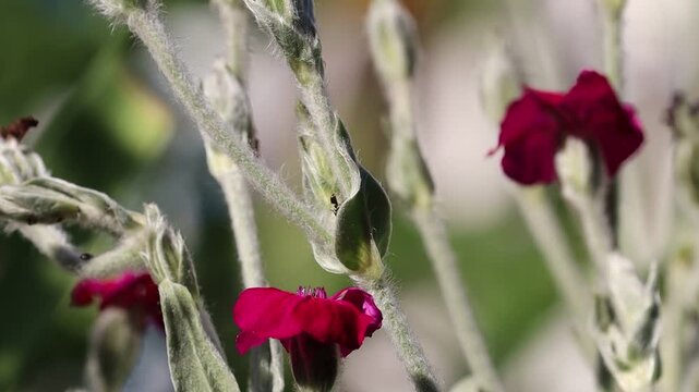 Close-Up of Rose Campion Flowers and Fuzzy Silver Stems