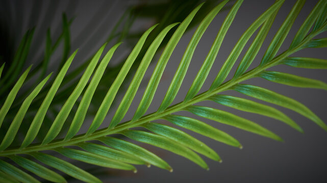 Green palm leaves on a gray background. Close-up. Nature