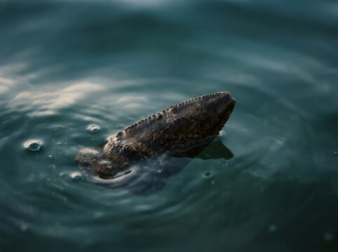 Ancient Mosasaurus Tooth Submerged In Clear Water, Revealing Prehistoric Fossil Detail