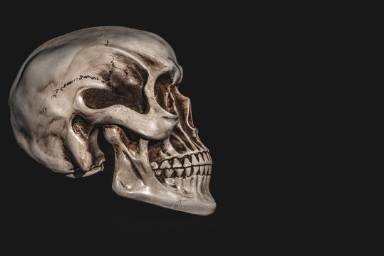 Human skull in side view isolated on black background