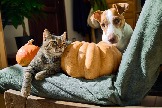 Tabby cat and Jack Russell terrier relaxing together on a cozy armchair beside a pumpkin, capturing friendship, companionship and the warm atmosphere of the autumn season.