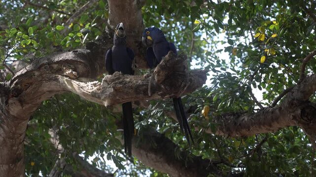 Hyacinth macaws in the Pantanal, Brazil
