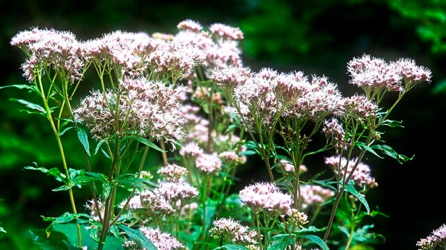 flowers shining bright in the sunlight