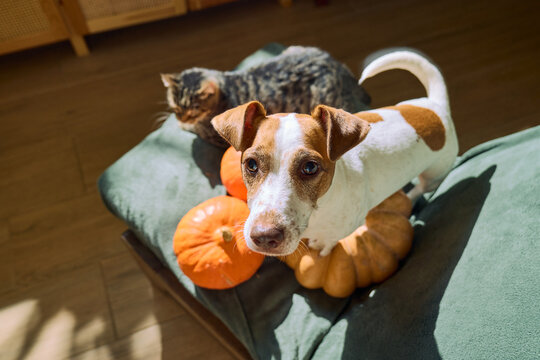 Tabby cat and funny Jack Russell terrier together on a cozy armchair beside a pumpkin, capturing friendship, companionship and the warm atmosphere of the autumn season.