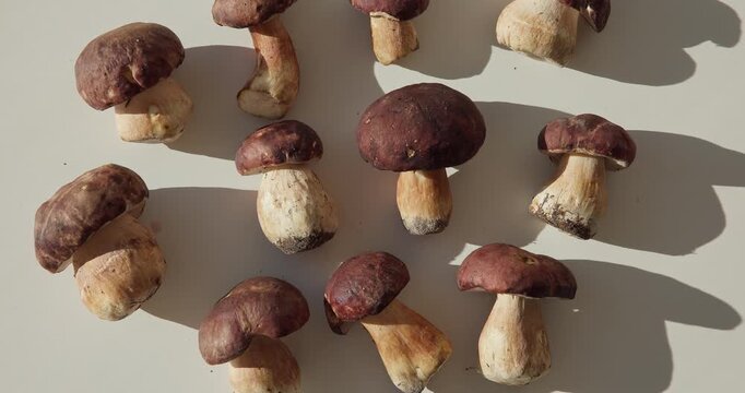Tracking shot of porcini mushrooms arranged on tabletop with soft side lighting and slow lateral pan across surface.