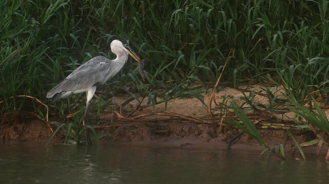 A heron fishing in a river