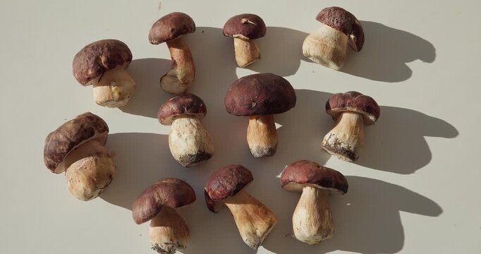 Panning shot of porcini mushrooms arranged on tabletop with strong side light casting long shadows, slow lateral movement.