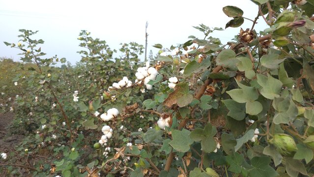 Cotton plants with white bolls growing across a cultivated field with green leaves and mature pods