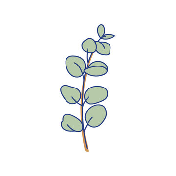 Stylized eucalyptus branch illustration