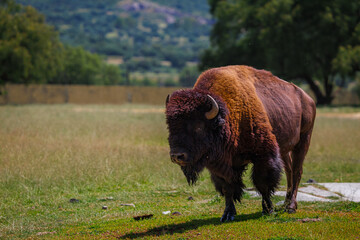 An American bison (Bison bison bison) © EderMarcos