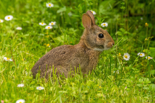 Cute Brown Rabbit Sitting in Green Grass in a Lush Meadow, Adorable Wild Bunny with Fluffy Fur and Long Ears in a Natural Spring Wildlife Habitat