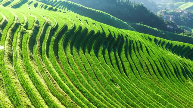 Lush green rice terraces curve along mountain slopes under bright morning sunlight in Longji, Guilin, with a distant village nestled in trees.