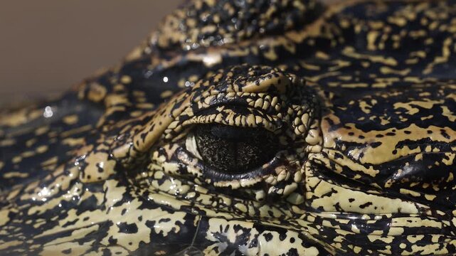Closeup of a caiman eye in Brazil 