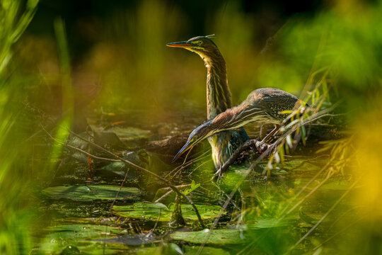 Green Herons in the Marsh