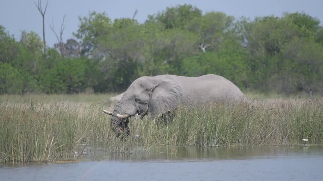 elephant in okavango