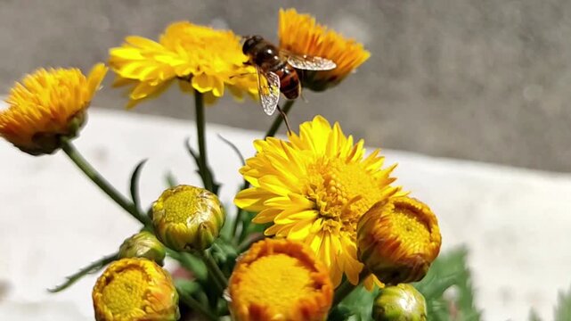 Lebah Madu Menikmati Bunga Kuning di Taman
