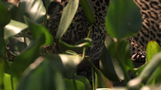A jaguar hunting caiman in the Pantanal, Brazil