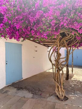 buganvilla en Formentera 