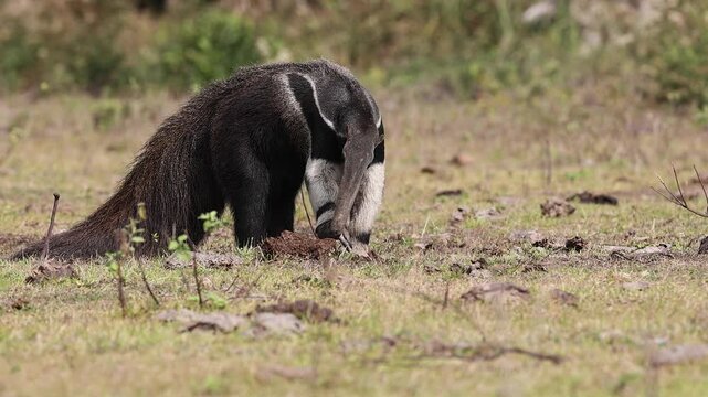 A giant anteater in Brazil 