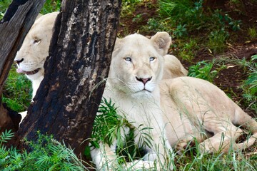 White lions rest in tall grass beside a charred tree trunk, one gazing directly at the camera with striking pale blue eyes while the other looks off to the side with its tongue out. © Sean