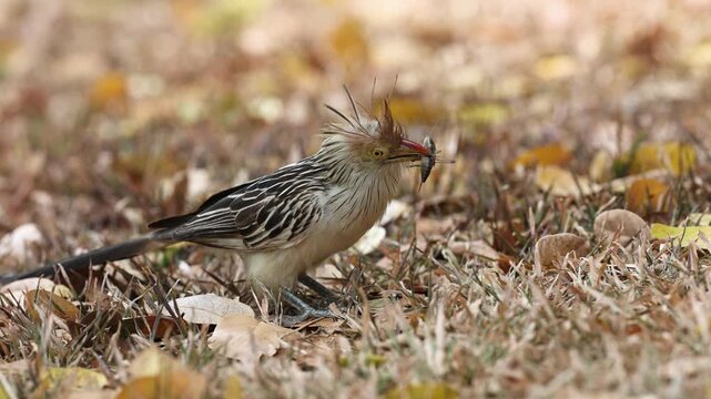 Guira cuckoo in the Pantanal, Brazil