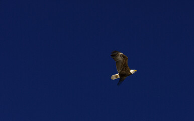 Obraz premium eagle in flight on clean dark blue sky American patriotic theme, authentic animal, backgrounds copy space