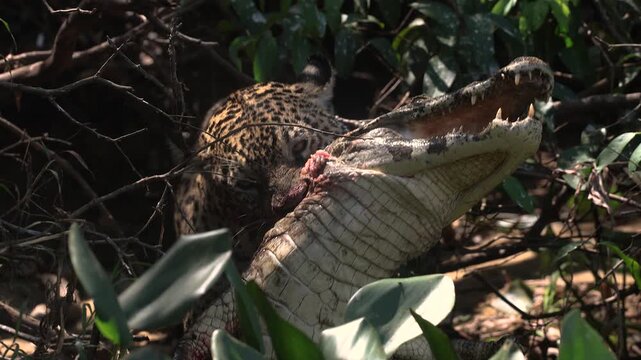 A jaguar hunting caiman in the Pantanal, Brazil