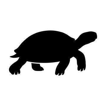 Black tortoise silhouette walking on transparent background, perfect for wildlife logos, animal conservation graphics, and natural biology teaching materials.