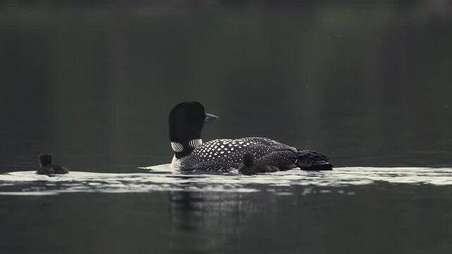 Common loon on a lake with a chick