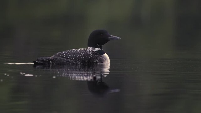 Common loon on a lake with a chick
