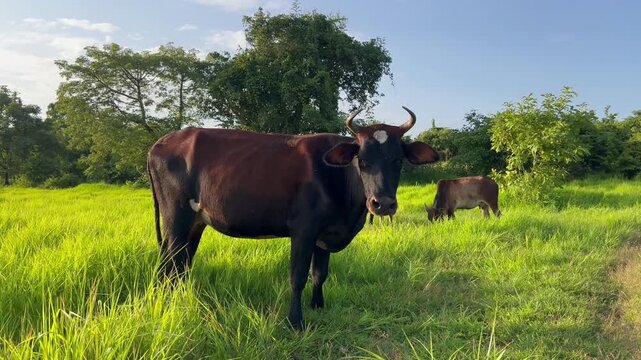 Panning shot of a domestic cow herd grazing on a lush green meadow looking at camera