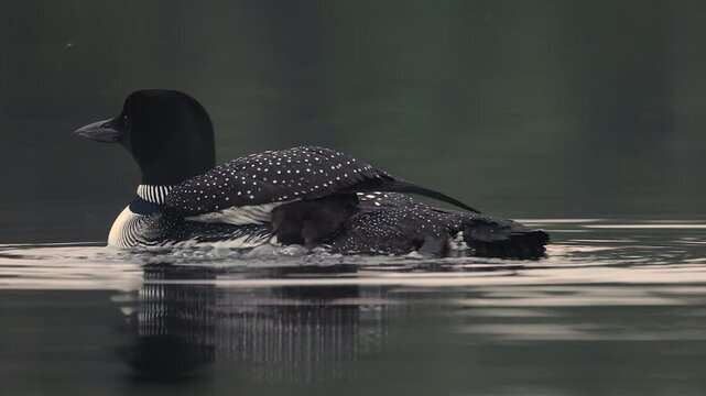 Common loon on a lake with a chick