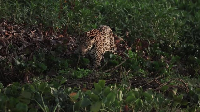 A jaguar hunting caiman in the Pantanal, Brazil