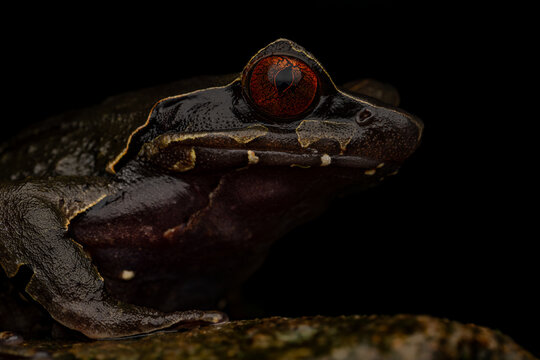 Close-up side view of a giant horned frog (Megophrys periosa) showing the flank, eyes and face details isolated against a black background from East Khasi Hills, Meghalaya, India