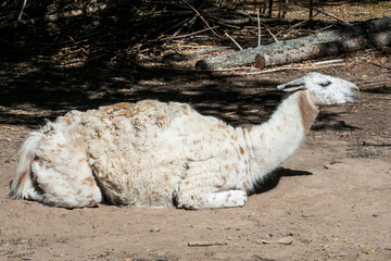 White spotted llama resting comfortably on sandy ground in dappled sunlight outdoors. © Alexander