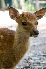 Close-up side portrait of a cute young sika deer fawn looking sideways in bright soft lighting.   © Alexander
