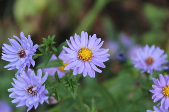 A bright purple asters in full bloom 