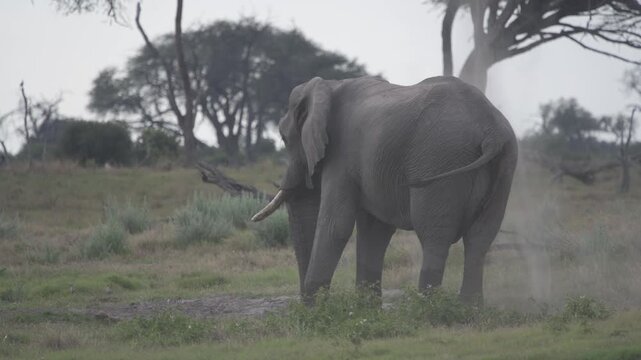 elephant in dust baths