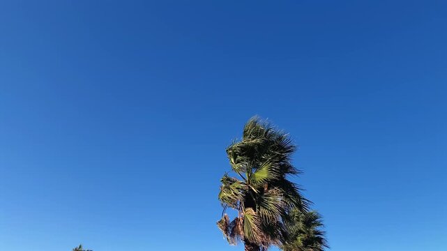 Palm trees swaying low angle against clear sky, showing strong coastal wind exposure for weather monitoring, resort landscaping, vegetation maintenance, storm preparation and outdoor safety coverage
